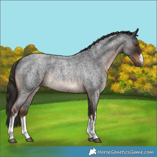 Horse Color:White Spotted Liver Red Roan Rabicano 