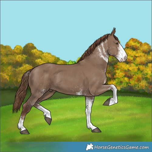 Horse Color:White Spotted Liver Red Dun 