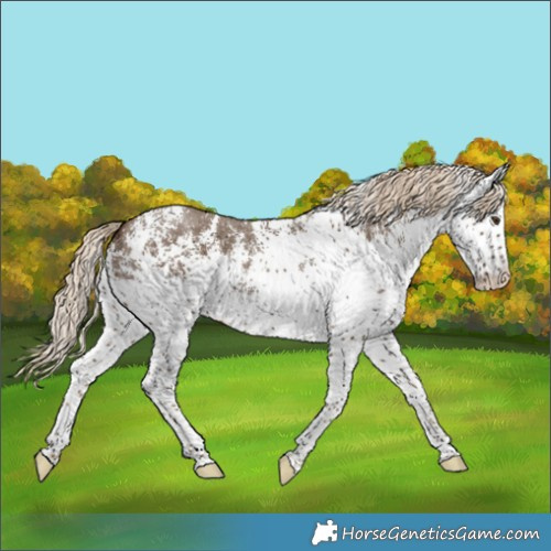 Horse Color:White Spotted Chocolate Palomino 