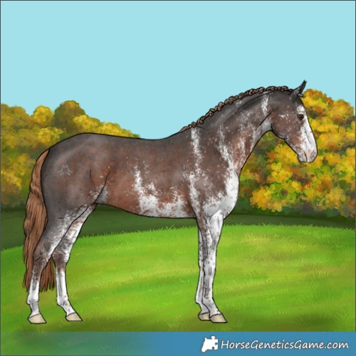 Horse Color:White Spotted Liver Chestnut 