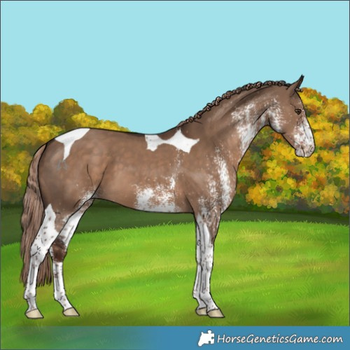 Horse Color:White Spotted Liver Red Dun Tobiano 