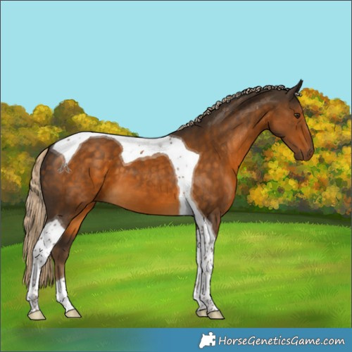 Horse Color:Chocolate Palomino Tobiano 