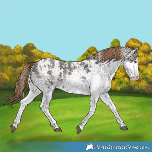 Horse Color:White Spotted Liver Chestnut