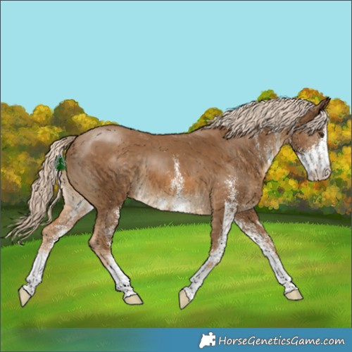 Horse Color:White Spotted Chocolate Palomino 