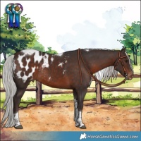 Horse Color:Silver Brown Tobiano Appaloosa Rabicano 