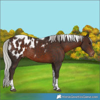 Horse Color:Silver Brown Tobiano Appaloosa Rabicano 