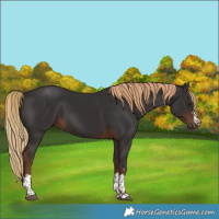Horse Color:Liver Chestnut