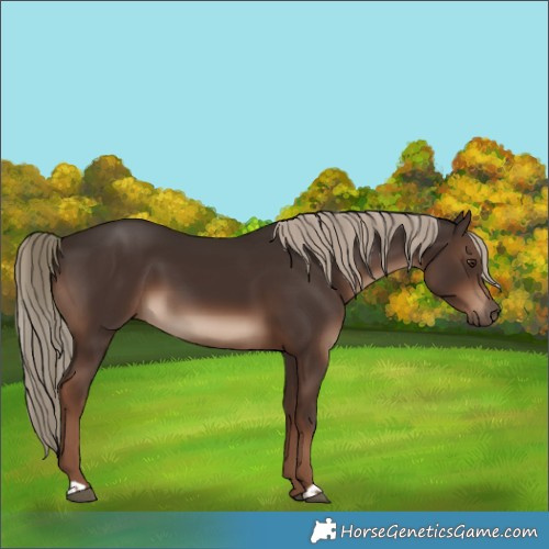 Horse Color:Liver Chestnut