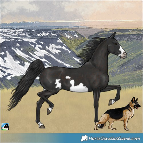 Horse Color:Liver Chestnut Frame 