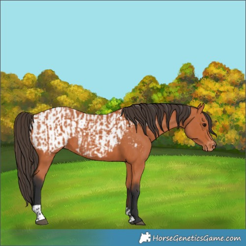 Horse Color:Bay  and Bay Appaloosa 