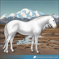 Horse Color:Silver Brown Frame Near Leopard 
