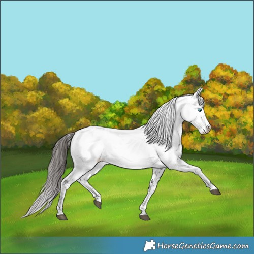 Horse Color:Liver Chestnut Frame 