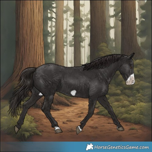 Horse Color:Liver Chestnut Frame