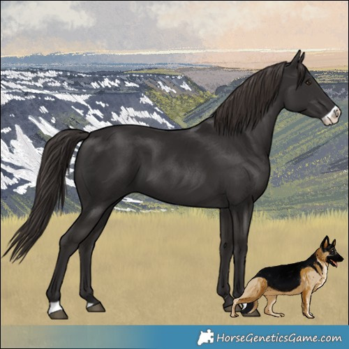 Horse Color:Liver Chestnut Frame