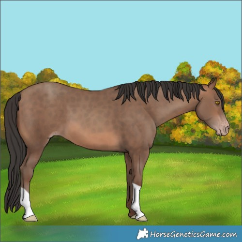 Horse Color:Sable Champagne 
