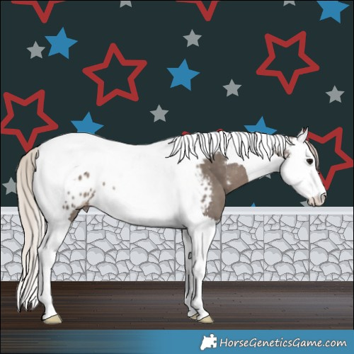 Horse Color:Silver Black Splash Tobiano Appaloosa 