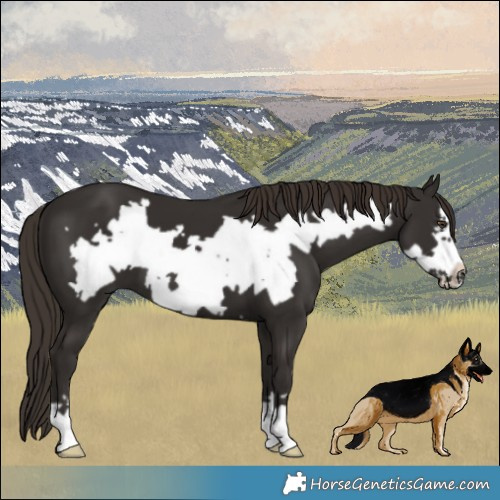 Horse Color:Liver Chestnut Frame 