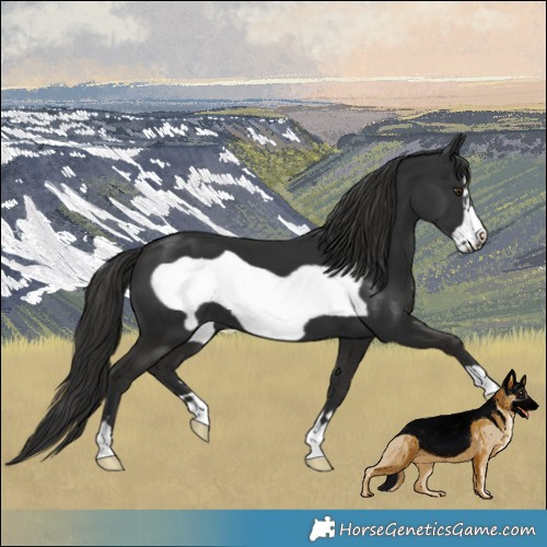 Horse Color:Liver Chestnut Frame 