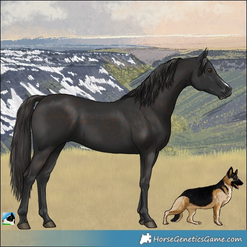 Horse Color:Liver Chestnut Frame 