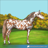 Horse Color:Chestnut Appaloosa