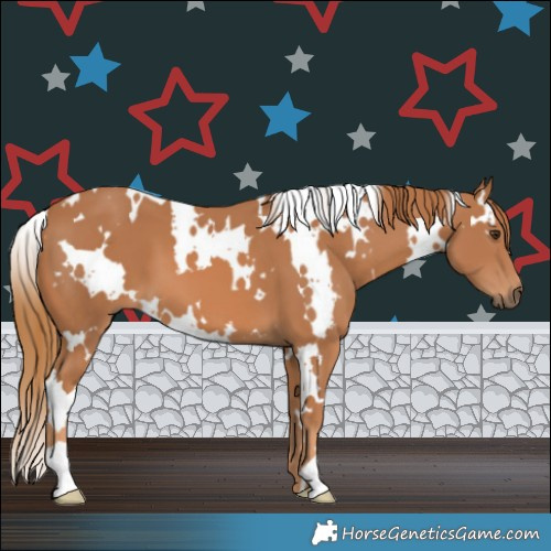 Horse Color:White Spotted Chestnut 