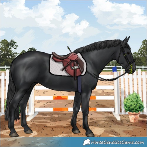 Horse Color:Black 