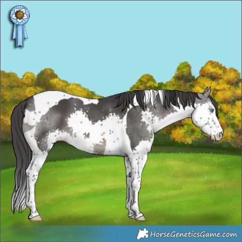 Horse Color:Black Splash Tobiano Appaloosa 