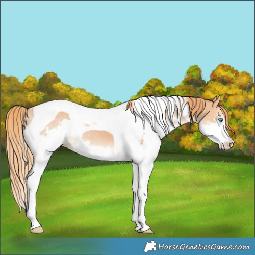 Horse Color:Chestnut Splash Tobiano Appaloosa 