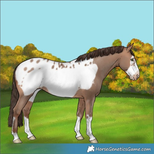 Horse Color:Sable Champagne Frame Blanket Rabicano 