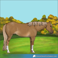 Horse Color:Chocolate Palomino Dun 