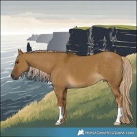 Horse Color:Chocolate Palomino Dun 