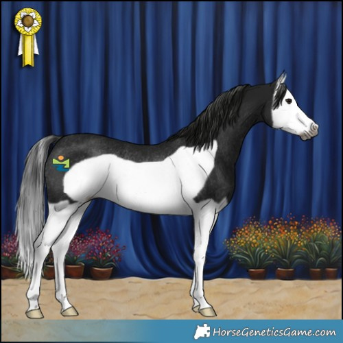 Horse Color:Gray Black Splash Frame Rabicano 