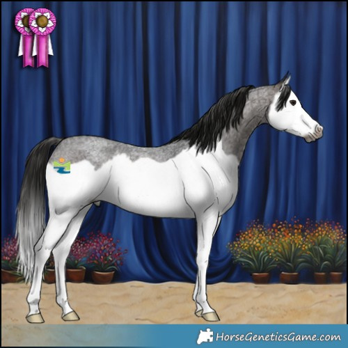 Horse Color:Gray Brown Roan Splash Frame 