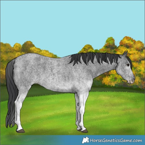 Horse Color:White Spotted Blue Roan