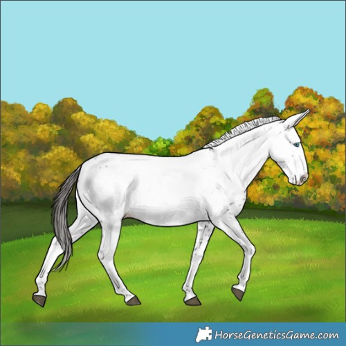 Horse Color:Liver Chestnut Splash Frame 