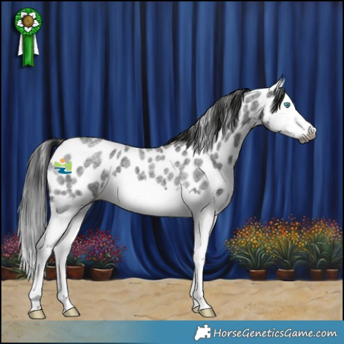 Horse Color:Gray Blue Roan Splash Appaloosa 