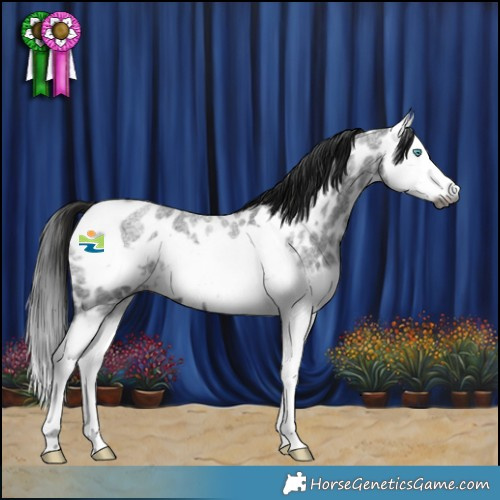 Horse Color:Gray Blue Roan Splash Frame Appaloosa 