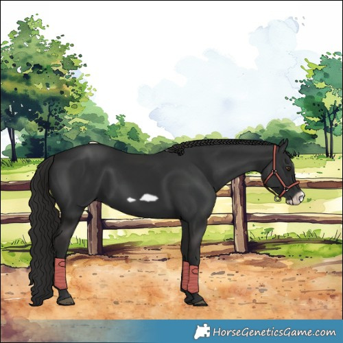 Horse Color:Liver Chestnut Frame 