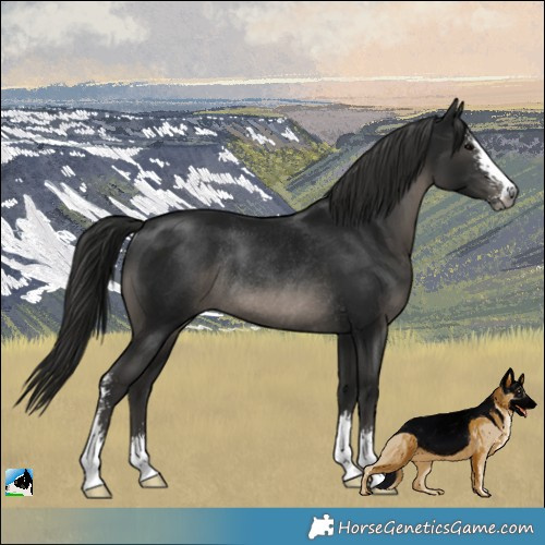 Horse Color:Gray Black Sabino Rabicano 