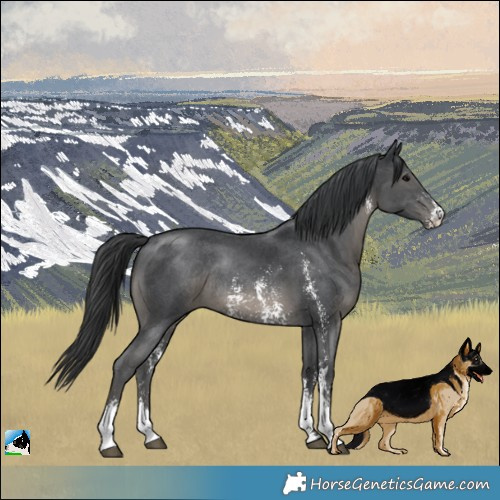 Horse Color:Black Sabino Rabicano