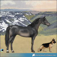 Horse Color:Black Mushroom Rabicano 