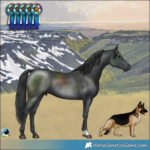 Horse Color:Black Mushroom Rabicano 