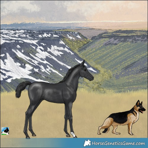 Horse Color:Black Mushroom Rabicano