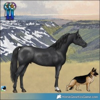 Horse Color:Black Mushroom Rabicano 
