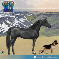 Horse Color:Black Mushroom Rabicano 