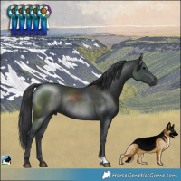 Horse Color:Black Mushroom Rabicano 