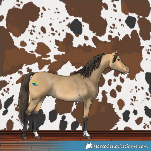 Horse Color:Buckskin Dun Rabicano 