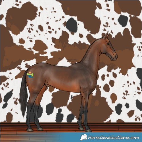 Horse Color:Bay Rabicano 