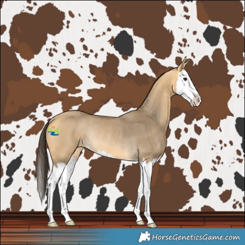 Horse Color:Buckskin Dun Splash Rabicano 