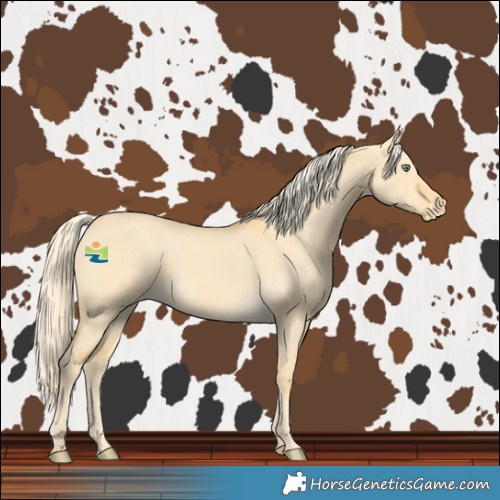 Horse Color:Gold Cream Champagne Dun Varnish 